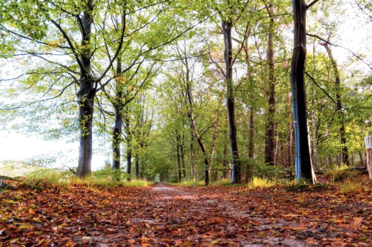 Najaarswandeling De Losse Feeter — natuur in Etten-Leur